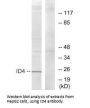 ID4 Antibody