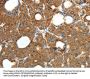 PRDX3 Antibody