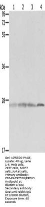 PRDX3 Antibody