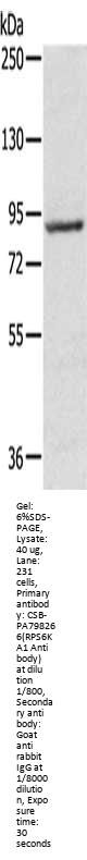RPS6KA1 Antibody