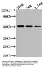 BRO1 Antibody