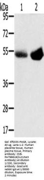 Rabbit anti-human SLC13A3 polyclonal antibody