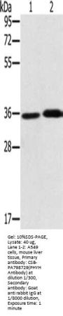PHYH Antibody