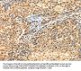 Rabbit anti-human AGPAT9 polyclonal antibody