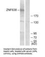 ZNF638 Antibody