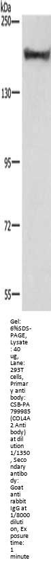 COL4A2 Antibody