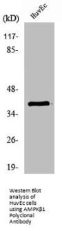 PRKAB1 Antibody