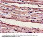 FILIP1 Antibody