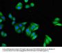 FILIP1 Antibody