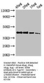 actba Antibody