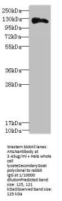 ANLN Antibody