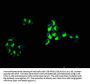 CD163 Antibody