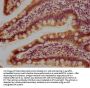 VPS36 Antibody