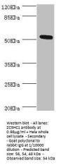 ZC3HC1 Antibody