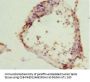 ZC3HC1 Antibody