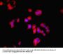 LDHD Antibody