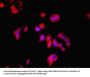 LDHD Antibody