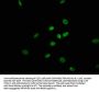TRAPPC11 Antibody