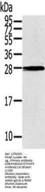 THAP3 Antibody