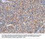 SIGLEC7 Antibody