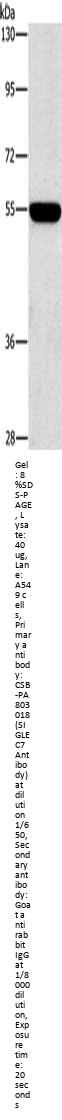 SIGLEC7 Antibody
