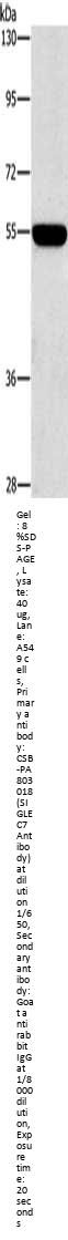 SIGLEC7 Antibody