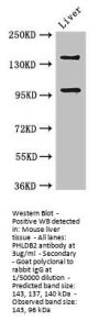 PHLDB2 Antibody