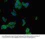 PHLDB2 Antibody