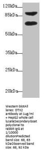 DTX2 Antibody