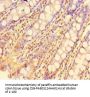 ZBTB46 Antibody