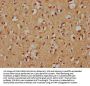 RANBP3L Antibody