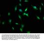 RANBP3L Antibody