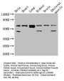 PRKAA2 Antibody