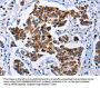 SERPINA3 Antibody