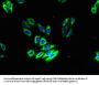 ADGRA3 Antibody