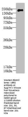 UBR2 Antibody