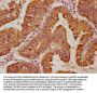 DNAJC10 Antibody
