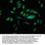 PNPLA6 Antibody