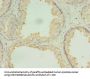 DRC7 Antibody