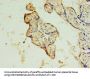 DRC7 Antibody
