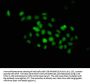 DND1 Antibody