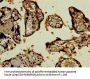 SCYL3 Antibody
