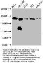 MAML2 Antibody
