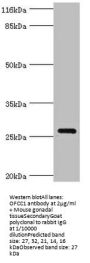 OFCC1 Antibody