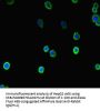 COMMD10 Antibody