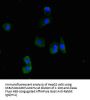 RIOX2 Antibody