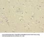 CNTN4 Antibody