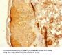 CNTN4 Antibody