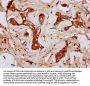 CDAN1 Antibody