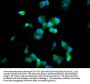 CDAN1 Antibody